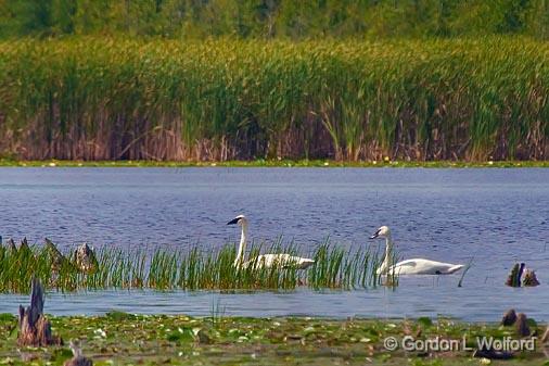 Swans In McLaren Marsh_50804.jpg - Trumpeter Swan (Cygnus buccinator) photographed near Lindsay, Ontario, Canada.